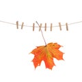 Autumn red maple leaf clothes line pegs white background Royalty Free Stock Photo