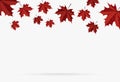 Autumn red maple leaf fall isolated on white background Royalty Free Stock Photo