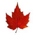 Autumn red maple leaf isolated on the white background Royalty Free Stock Photo