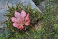 The autumn red maple leaf lies on the stone with green moss. Royalty Free Stock Photo