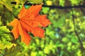 Autumn red maple leaf on the tree branch. Bottom view Royalty Free Stock Photo