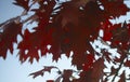 Autumn red maple leafs against blue sky Royalty Free Stock Photo