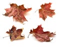 Autumn red maple leaves Royalty Free Stock Photo