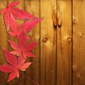 Autumn red maple leaves Royalty Free Stock Photo