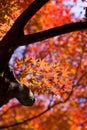 Autumn red maple leaves background Royalty Free Stock Photo