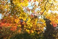 Autumn red maple leaves background Royalty Free Stock Photo