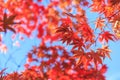 Autumn red maple leaves background Royalty Free Stock Photo