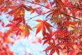 Autumn red maple leaves background Royalty Free Stock Photo