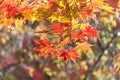 Autumn red maple leaves background Royalty Free Stock Photo