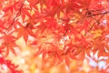 Autumn red maple leaves background Royalty Free Stock Photo