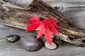 Autumn Red Maple Leaves on Driftwood