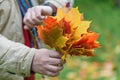 Autumn red maple leaves in hands in forest Royalty Free Stock Photo