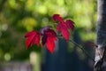 Autumn red maple leaves