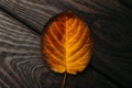 Autumn red and orange leaf close up. Fall wooden background