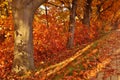 Autumn red orange trees park alley Royalty Free Stock Photo