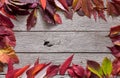 Autumn red rowan leaves on rustic wood background Royalty Free Stock Photo