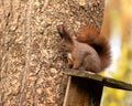 Autumn red squirrel. Royalty Free Stock Photo