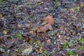 Autumn red squirrel,Fluffy squirrel runs on yellow leaves in search of acorns Royalty Free Stock Photo