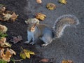 Autumn red squirrel foraging by a tree for hazelnuts in colourful fallen leaves Royalty Free Stock Photo