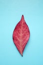 Autumn red tree leaf on a blue background Royalty Free Stock Photo