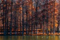 Autumn Red Trees Forest In Fall Royalty Free Stock Photo