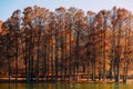 Autumn Red Trees Forest In Fall Royalty Free Stock Photo