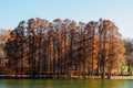 Autumn Red Trees Forest In Fall Royalty Free Stock Photo