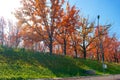 Autumn red trees in a row on a green hill lawn