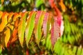 Autumn red and yellow colors of the Rhus typhina, Staghorn sumac, Anacardiaceae, leaves of sumac on blue sky