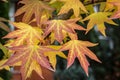 Autumn red, yellow, gold and green leaves Liquidambar styraciflua, Amber tree. A close-up of leaf in focus against a background of Royalty Free Stock Photo