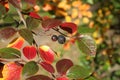 Autumn - red, yellow and green leaves and the last berries on a shiny cotoneaster