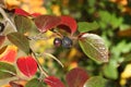 Autumn - red, yellow and green leaves and the last berries on a shiny cotoneaster