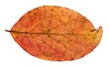 autumn red and yellow leaf of apple tree isolated Royalty Free Stock Photo