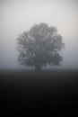 Enchanted tree in the fog, autumn photograpgy Royalty Free Stock Photo