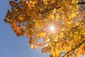 Autumn red and yellow maple leaves against a bright blue sky, sunlight shines through the leaves and branches of the tree Royalty Free Stock Photo