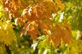 autumn red, yellow, orange, crimson foliage, leaves of marsh oak, Quercus palustris in garden, tree branches sway in background, Royalty Free Stock Photo