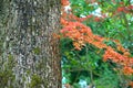 Autumn red,yellow,orange, maple fell on the roots of a large tree covered with green moss. Royalty Free Stock Photo