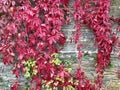 Autumn red and yellow Virginia creeper, Victoria creeper Parthenocissus quinquefolia on a background of yellow leaves Royalty Free Stock Photo