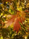 Close-up reddish brown maple leaf in sunlight. Royalty Free Stock Photo