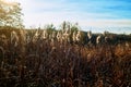 Autumn reed mace against the sun Royalty Free Stock Photo