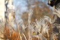 Autumn reeds with blurry background