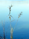Zen nature. Autumn reeds beside lake Royalty Free Stock Photo