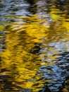 Reflection of yellow leaves Royalty Free Stock Photo