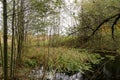 Autumn reflection at a quiet mountain lake with cattails by the shoreline and a hillside forest Royalty Free Stock Photo