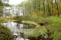 Autumn reflection at a quiet mountain lake with cattails by the shoreline and a hillside forest Royalty Free Stock Photo