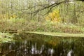 Autumn reflection at a quiet mountain lake with cattails by the shoreline and a hillside forest Royalty Free Stock Photo