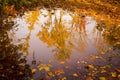 Bright Autumn Trees Reflected in Puddle 2 Royalty Free Stock Photo