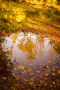 Bright Autumn Trees Reflected in Puddle Royalty Free Stock Photo