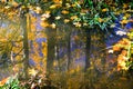 Autumn reflections in park pond surface with floating yellow leaves in Pavlovsk park with clear water and green grass. Royalty Free Stock Photo