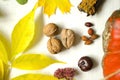 Autumn requisite on the white wooden background. Orange, yellow